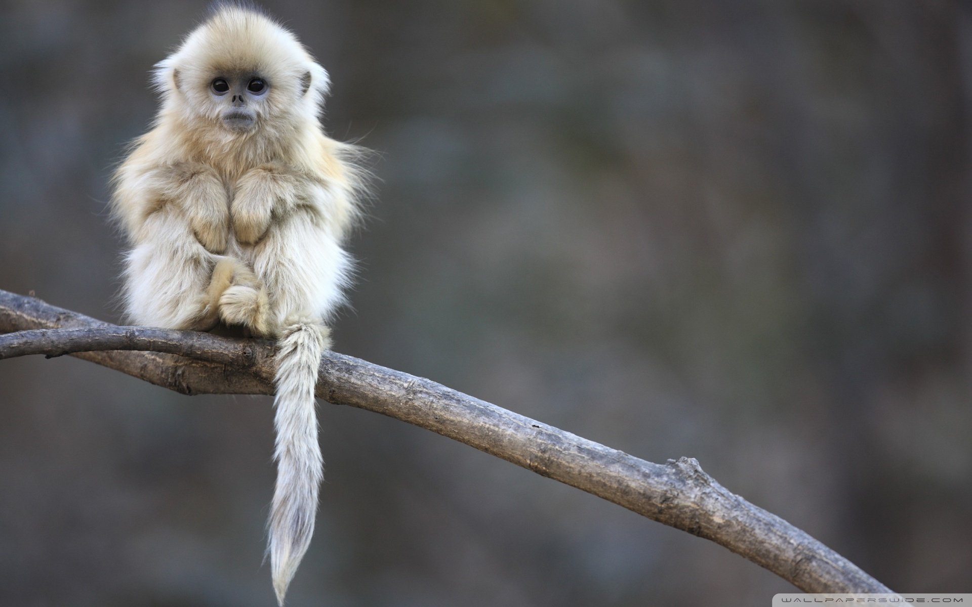 动物 野生动物 猴子