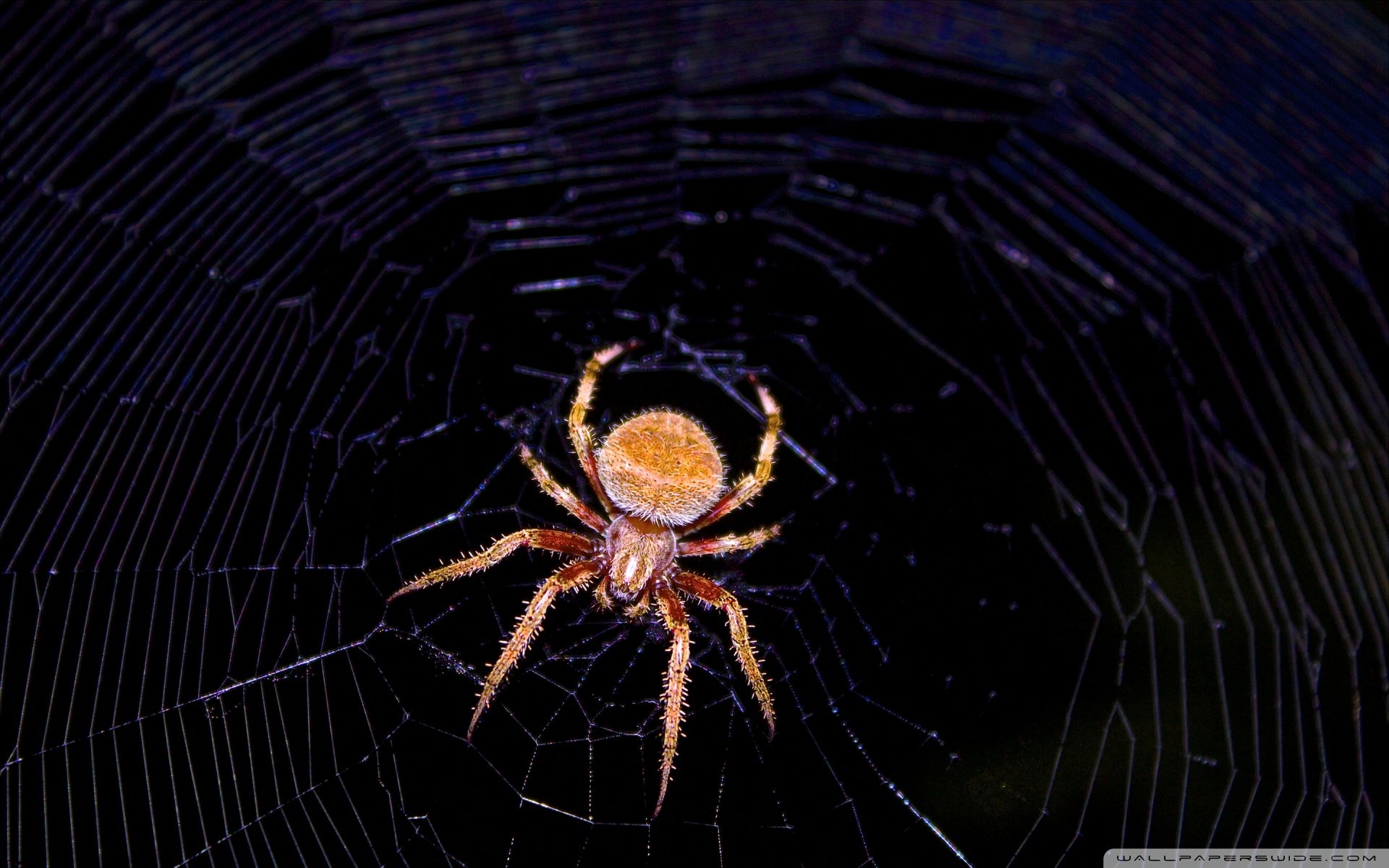 动物 野生动物 蜘蛛