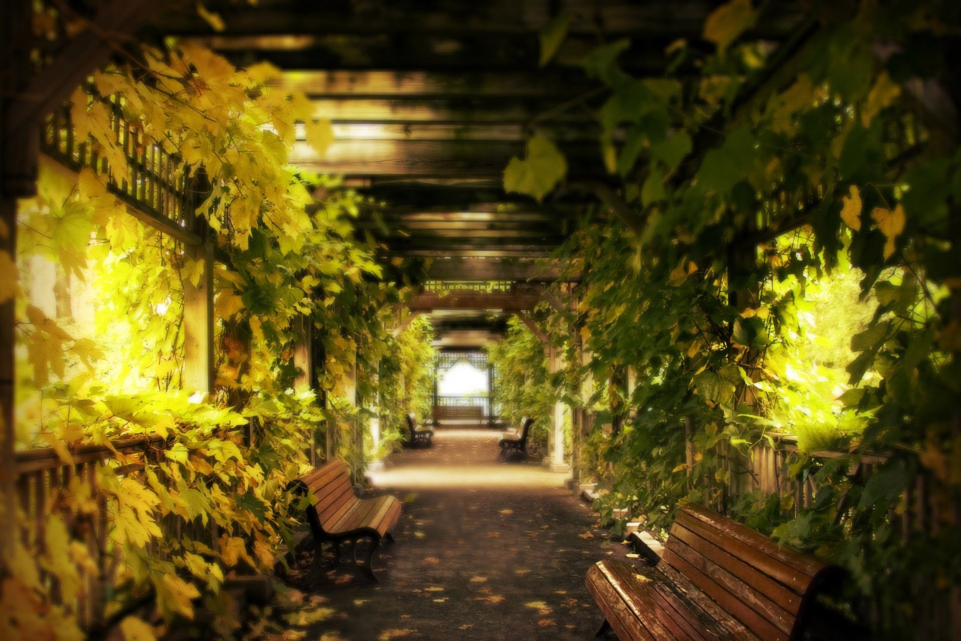 自然 风光 风景 春意盎然 春天 唯美 走廊 绿色 夏天