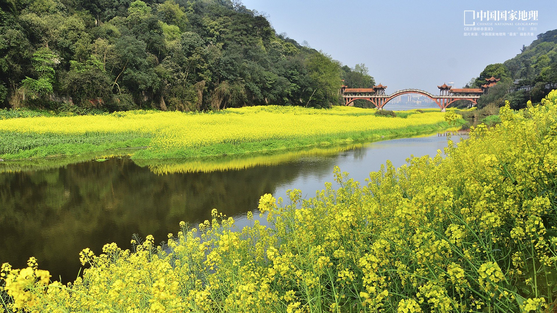 自然 风光 风景 春意盎然 春天 唯美 油菜花 江南 水乡 意境 黄色