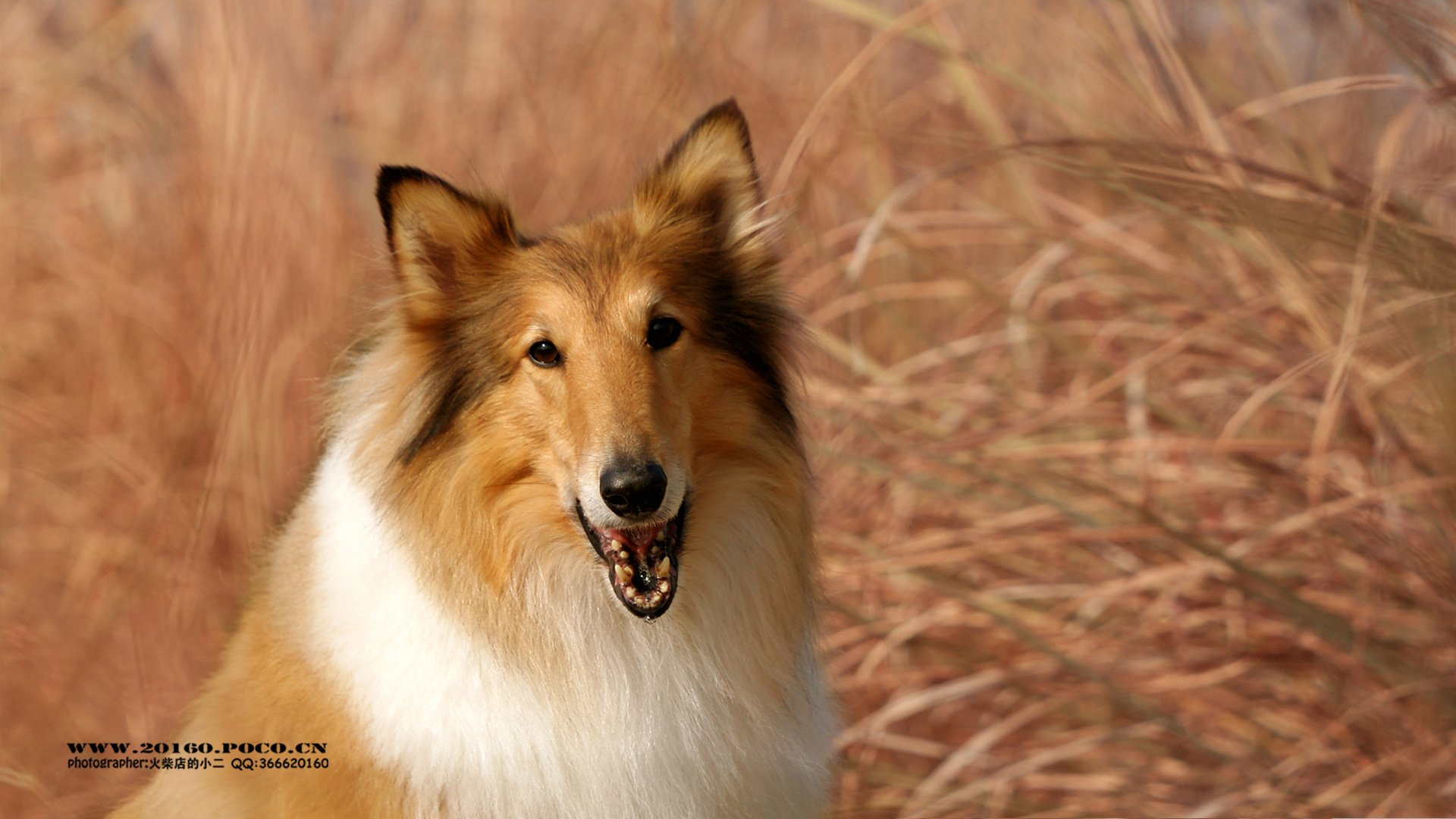 动物 古灵精怪 火柴宠摄 狗狗 汪星人 火柴摄影
