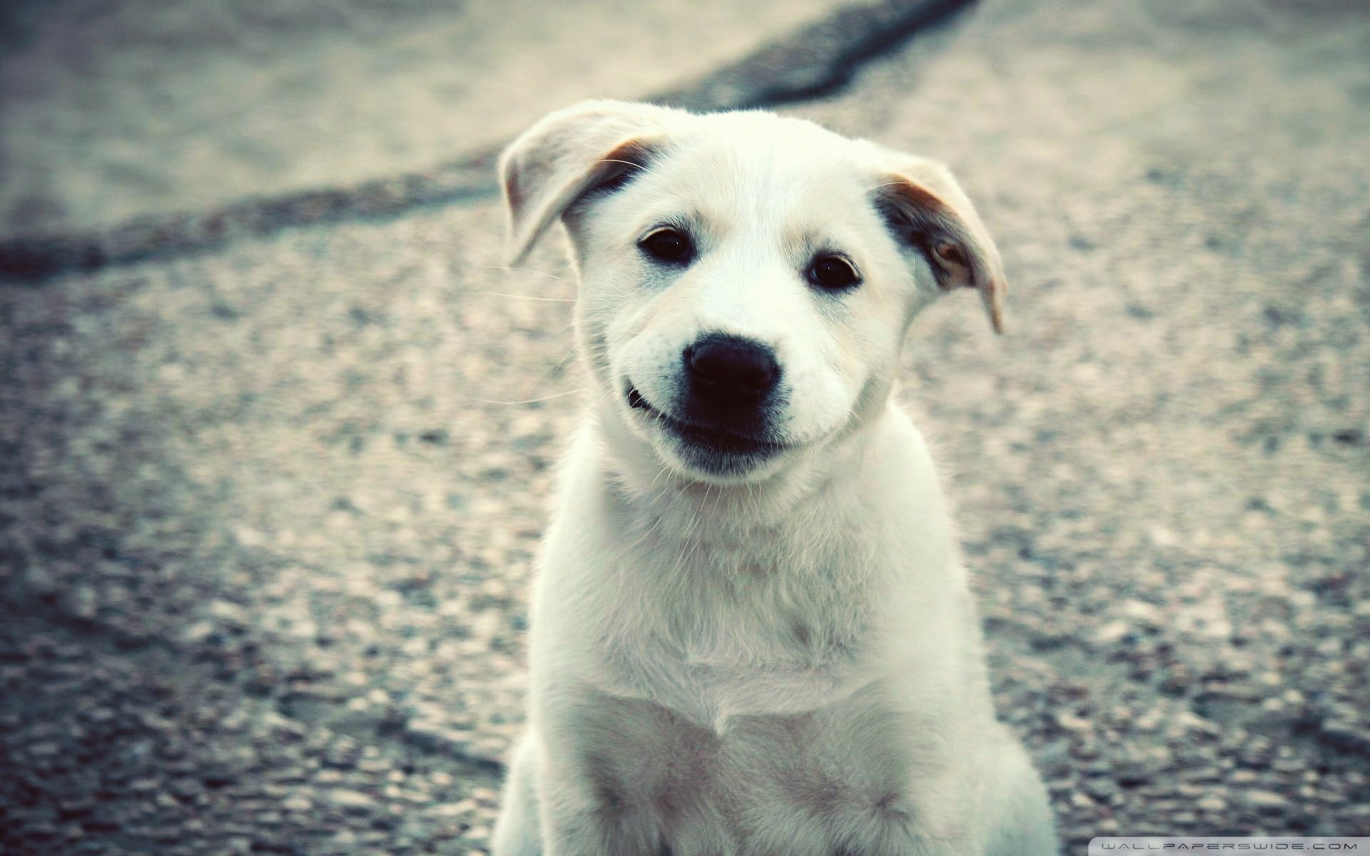 动物 古灵精怪 狗 汪星人 可爱 萌 卖萌图