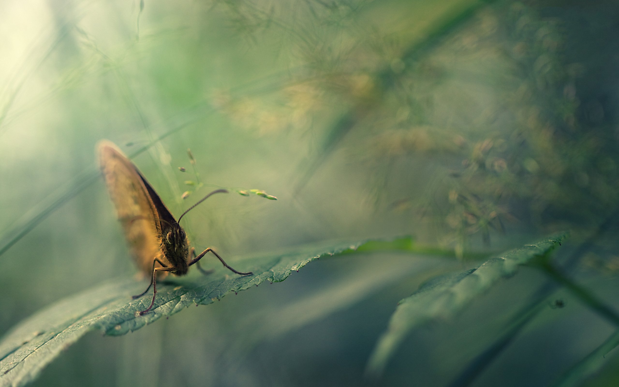 动物 野生动物  蝴蝶 自然 春天