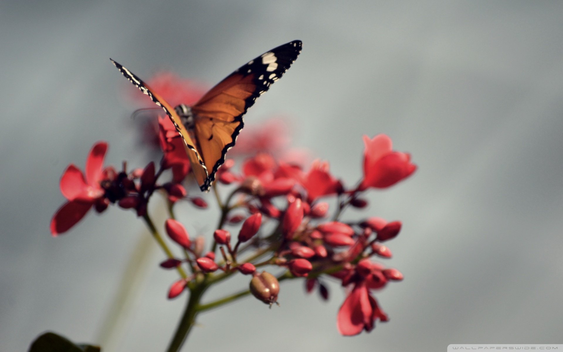 动物 野生动物  蝴蝶 自然 春天