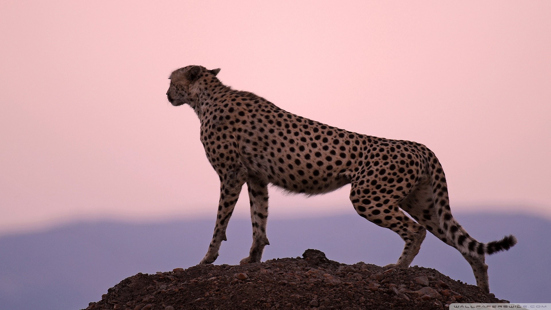 动物 野生动物 猎豹 豹子