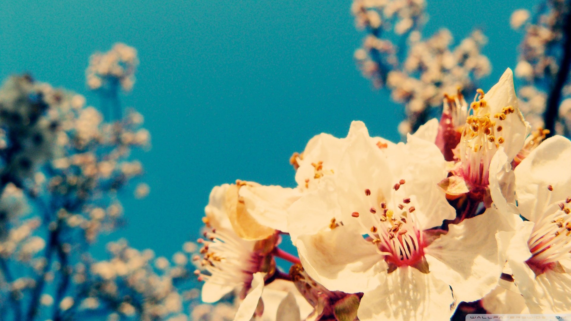 春分 春天  花 花开的声音 浪漫 清新 花朵 唯美 温暖 清新淡雅 鸟语花香