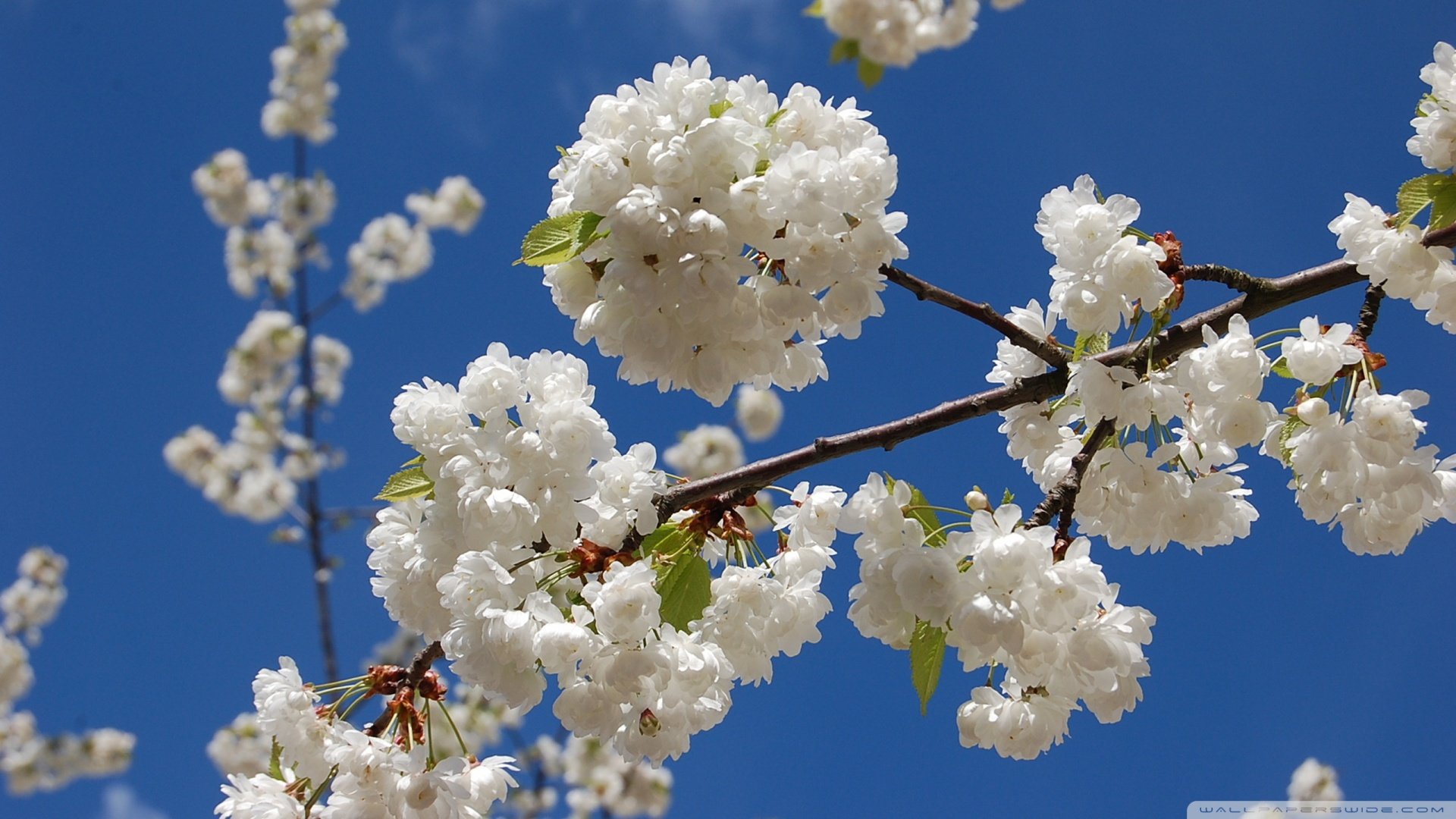 春分 春天  花 花开的声音 浪漫 清新 花朵 唯美 温暖 清新淡雅 鸟语花香