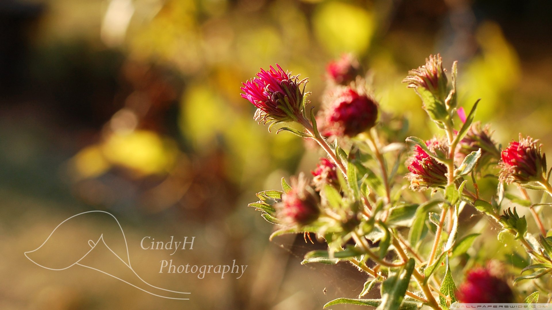 春分 春天  花 花开的声音 浪漫 清新 花朵 唯美 温暖 清新淡雅 鸟语花香