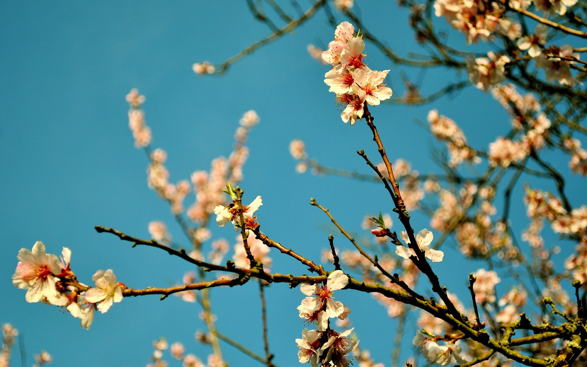 春分 春天  花 花开的声音 浪漫 清新 花朵 唯美 温暖 清新淡雅 鸟语花香
