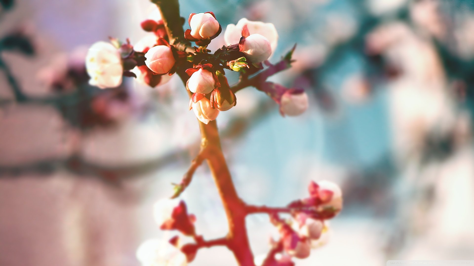 春分 春天  花 花开的声音 浪漫 清新 花朵 唯美 温暖 清新淡雅 鸟语花香