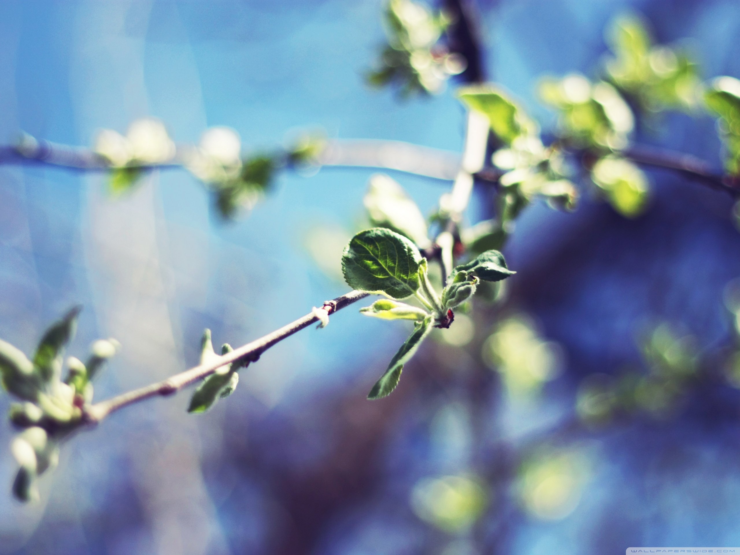 春分 春天  花 花开的声音 浪漫 清新 花朵 唯美 温暖 清新淡雅 鸟语花香