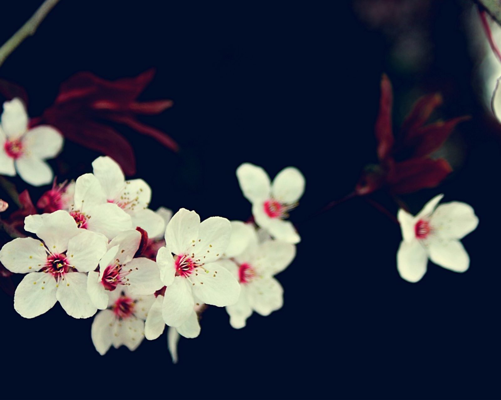 春分 春天  花 花开的声音 浪漫 清新 花朵 唯美 温暖 清新淡雅 鸟语花香