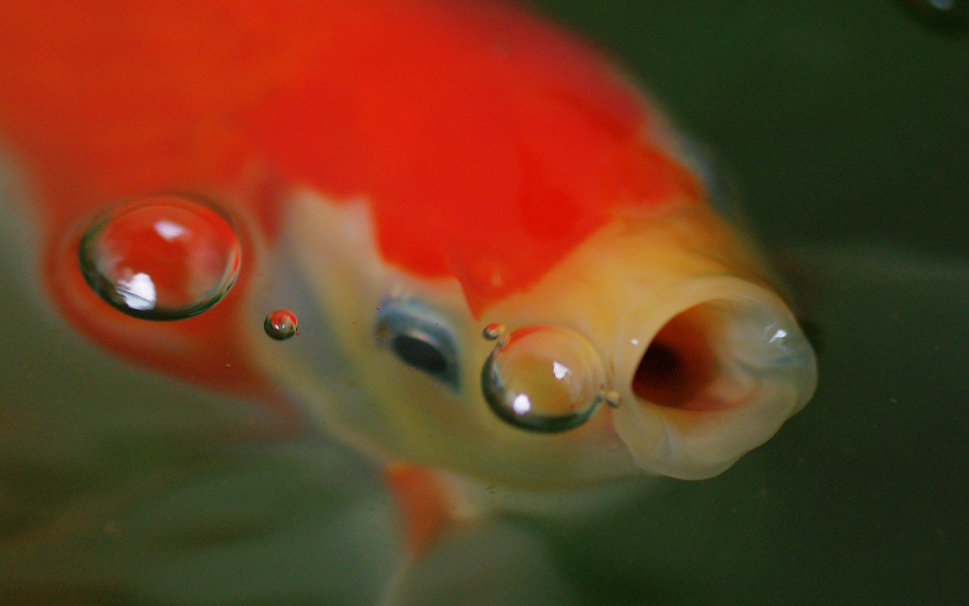 唯美 意境  金鱼 7秒的记忆