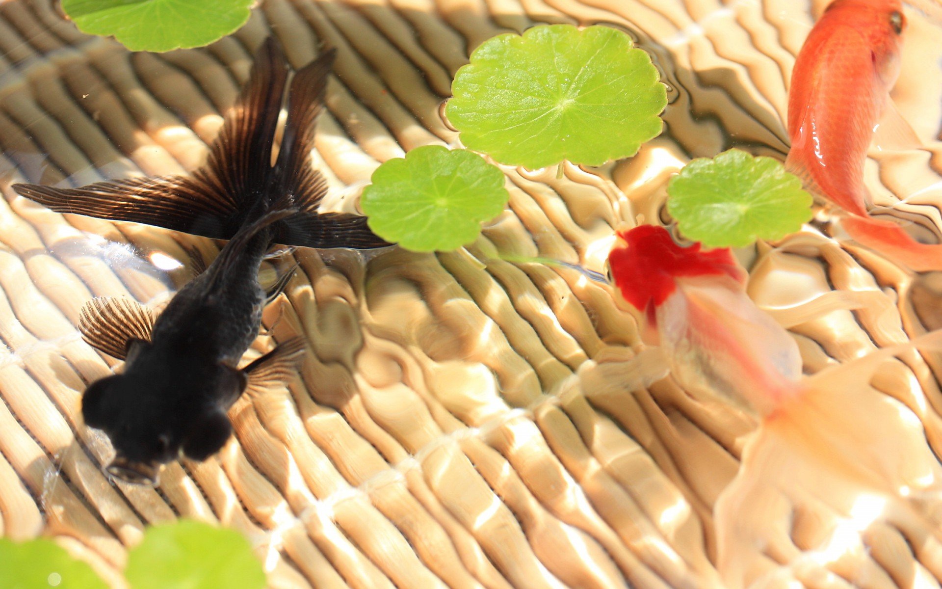 唯美 意境  金鱼 7秒的记忆