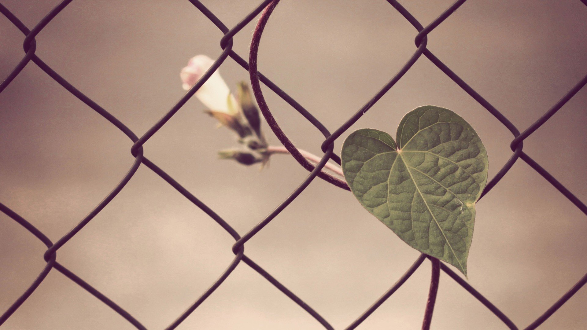 浪漫 爱情 幸福 温馨 love 幸福可以来的慢一些 叶子 心