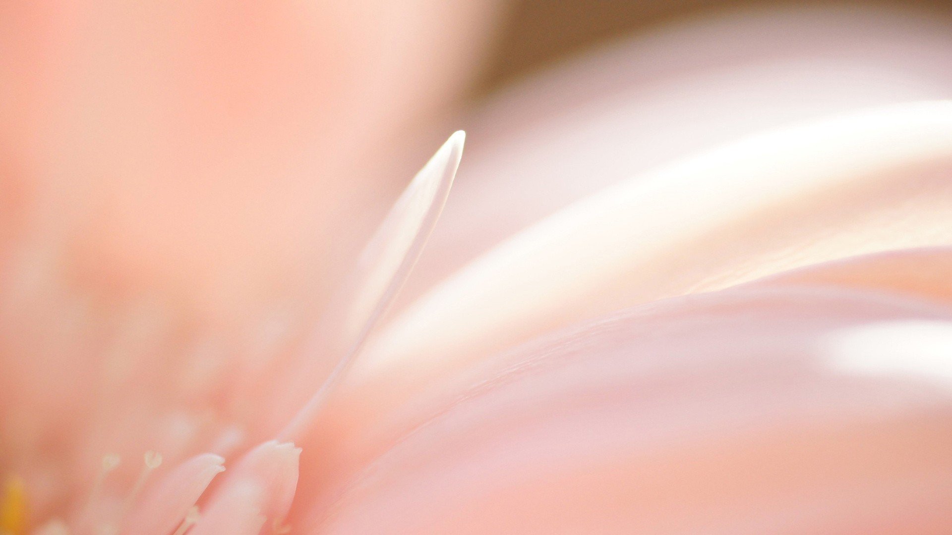 小清新 唯美  娇艳欲滴 花儿 春天 唯美 温暖 温馨一刻  清新淡雅 鸟语花香