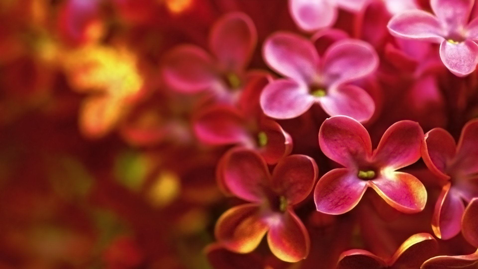 小清新 唯美  娇艳欲滴 花儿 春天 唯美 温暖 温馨一刻  清新淡雅 鸟语花香