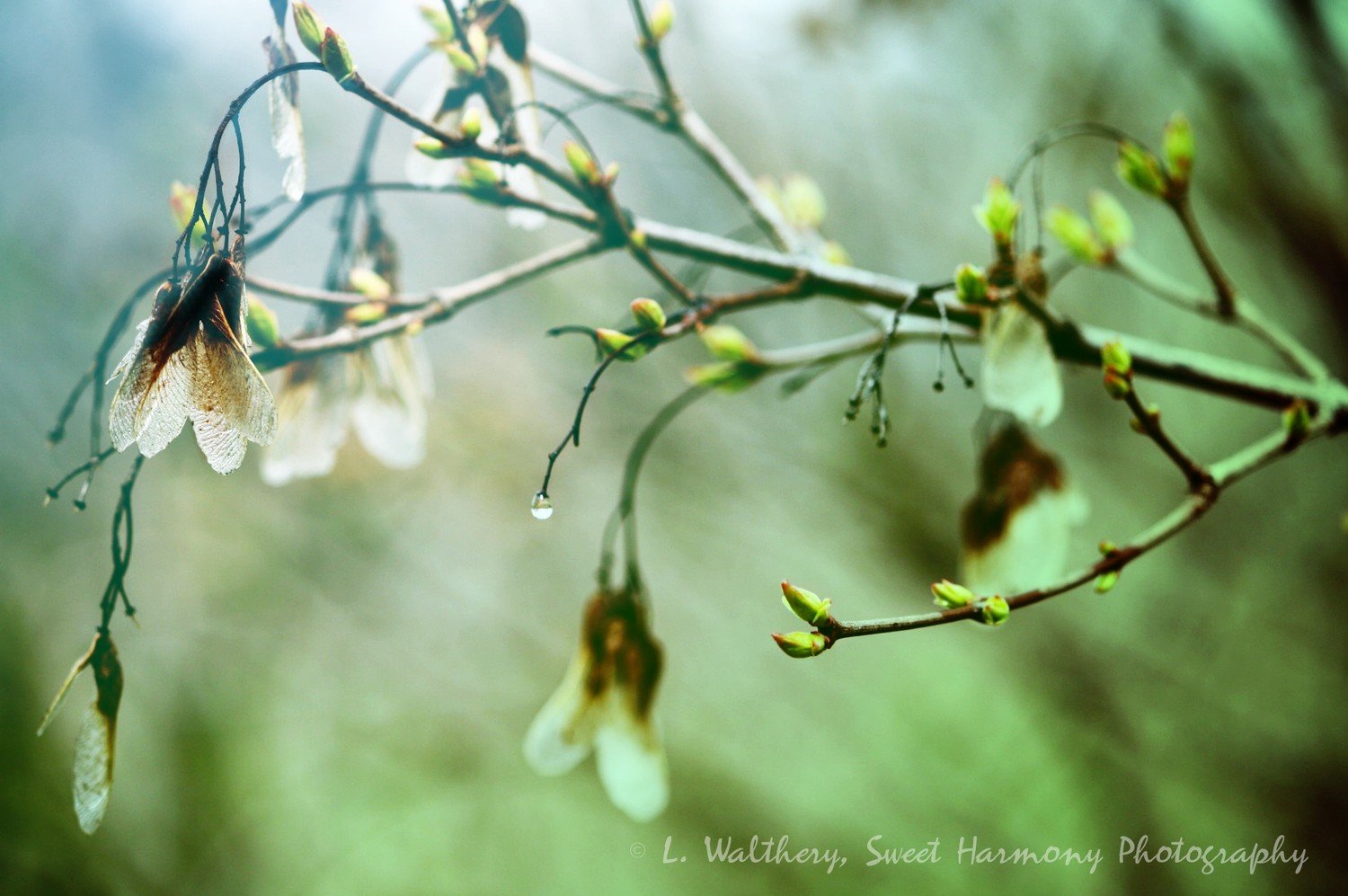 小清新 唯美  娇艳欲滴 花儿 春天 唯美 温暖 温馨一刻  清新淡雅 鸟语花香
