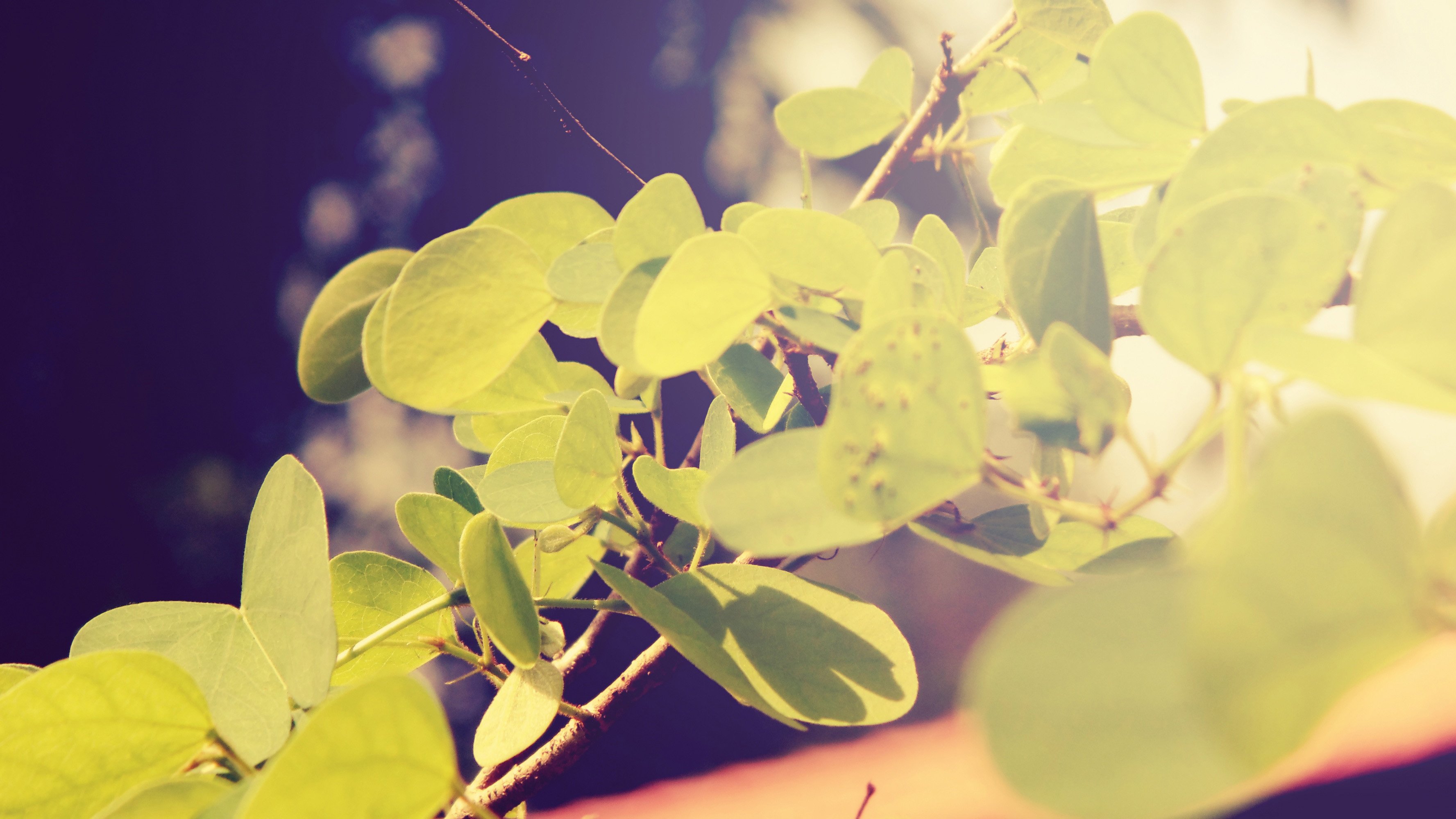 小清新 唯美  娇艳欲滴 花儿 春天 唯美 温暖 温馨一刻  清新淡雅 鸟语花香