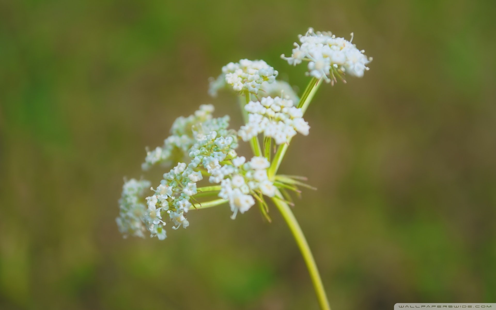 小清新 唯美  娇艳欲滴 花儿 春天 唯美 温暖 温馨一刻  清新淡雅 鸟语花香