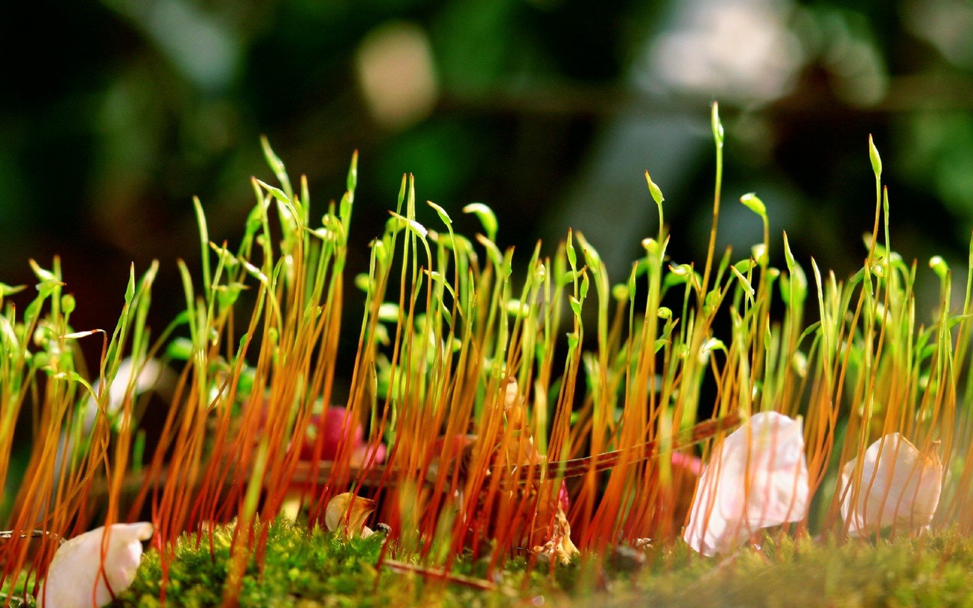小清新 风景 自然风光 绿色植物 绿色养眼 春天 唯美 安静