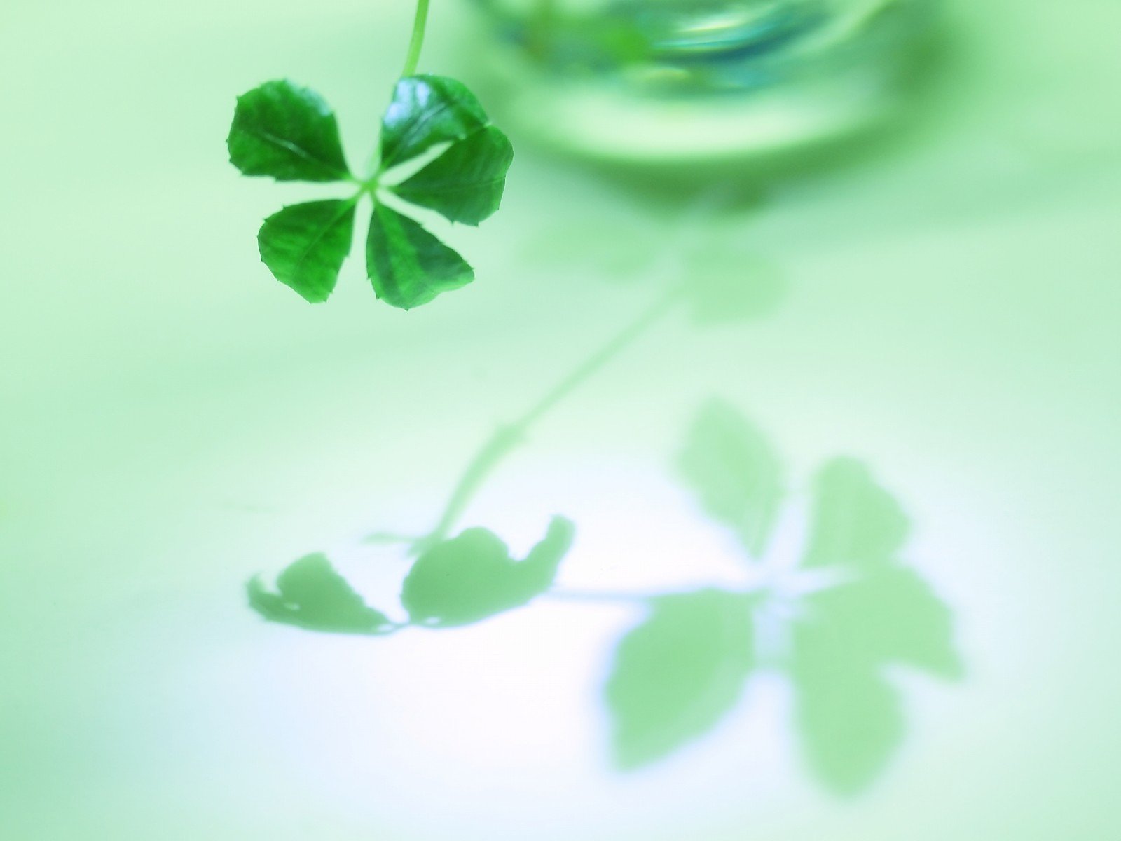 小清新 风景 自然风光 绿色植物 绿色养眼 春天 唯美 安静