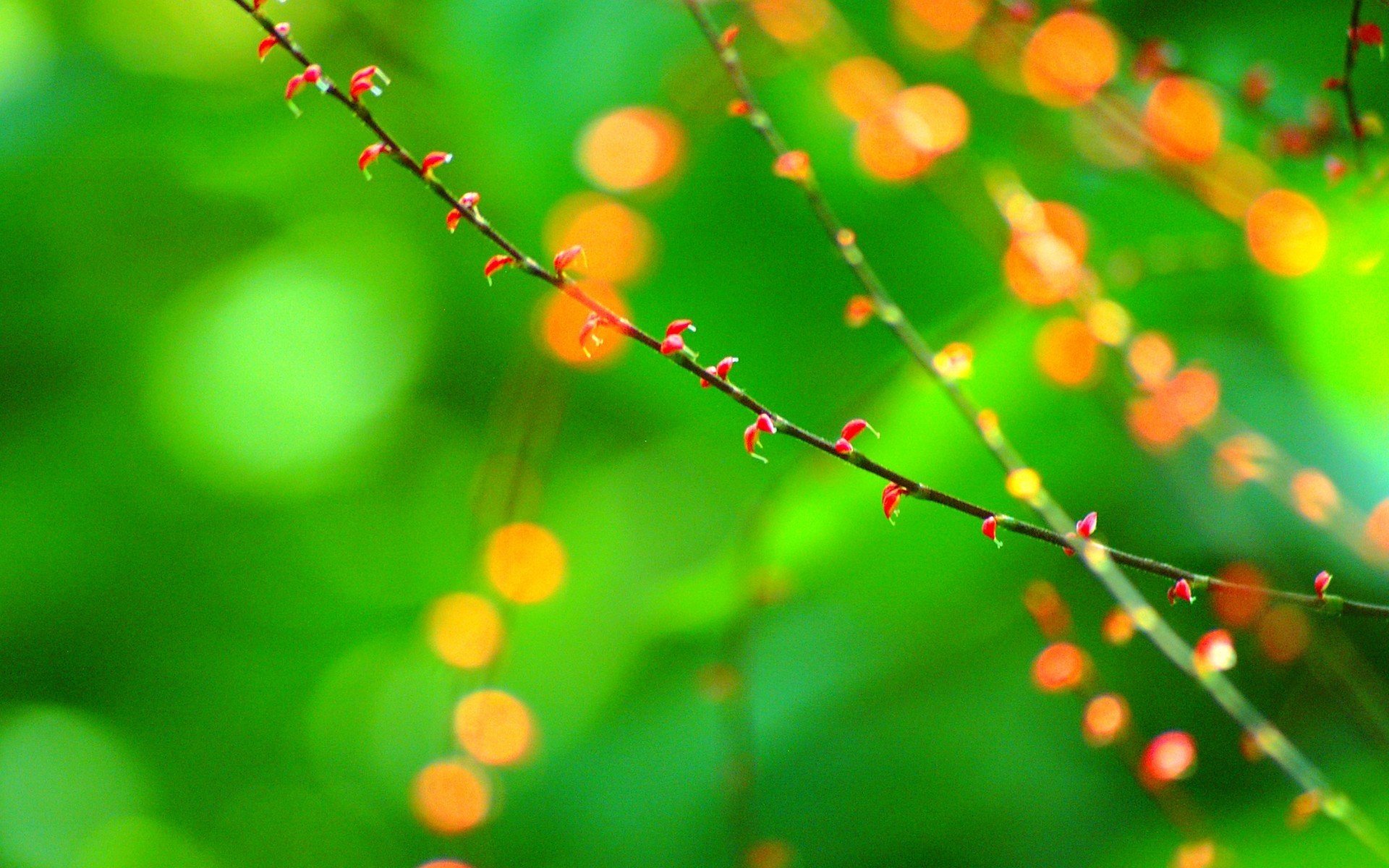 小清新 风景 自然风光 绿色植物 绿色养眼 春天 唯美 安静