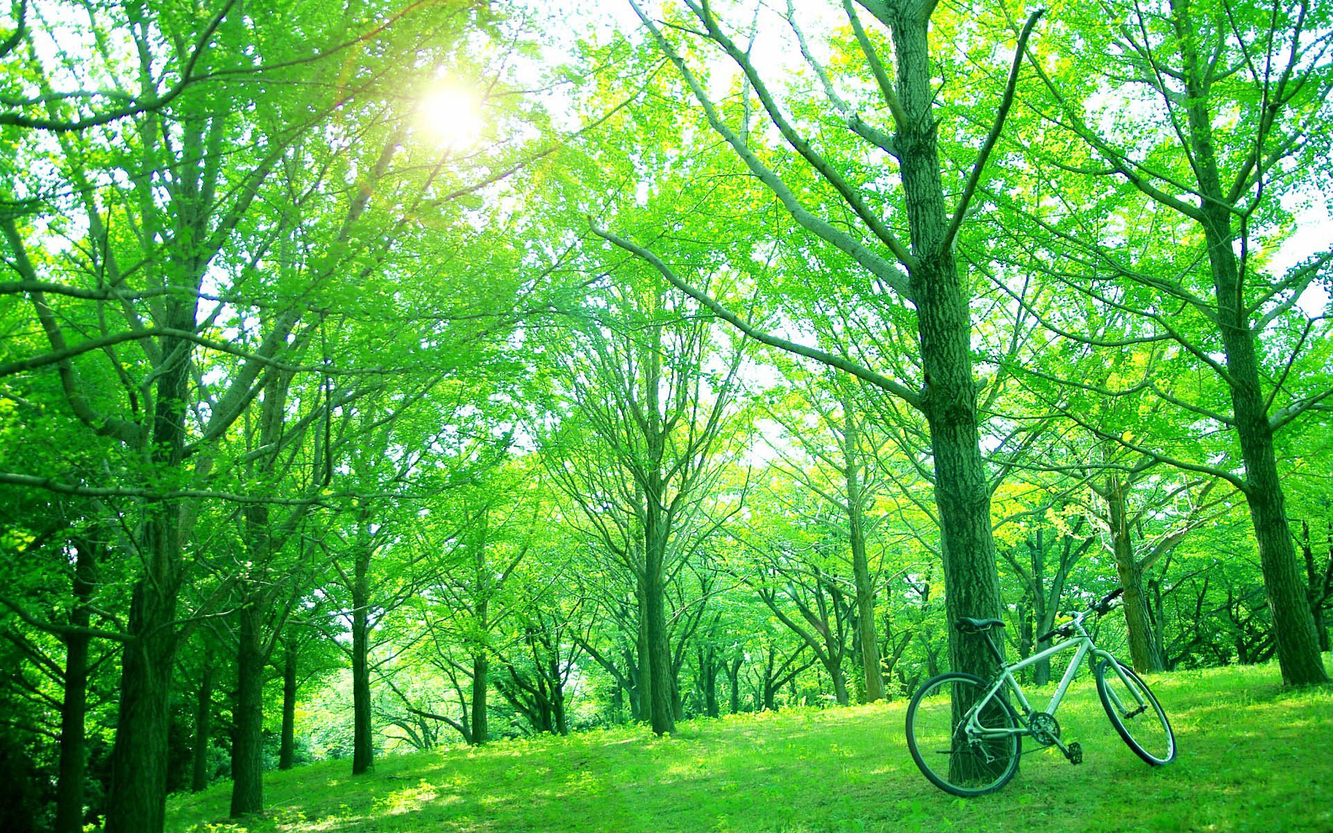 小清新 风景 自然风光 绿色植物 绿色养眼 春天 唯美 安静