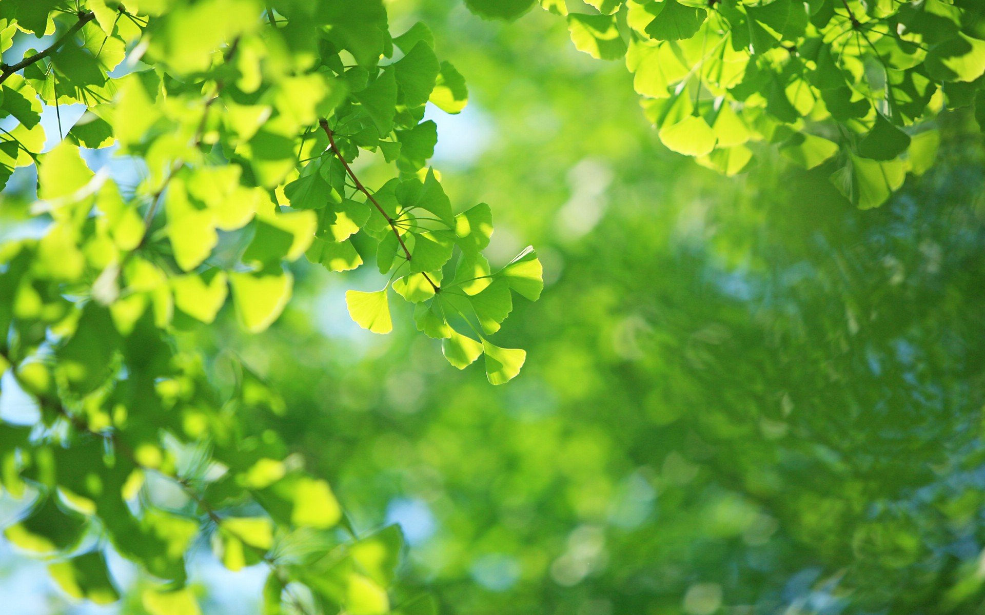 小清新 风景 自然风光 绿色植物 绿色养眼 春天 唯美 安静
