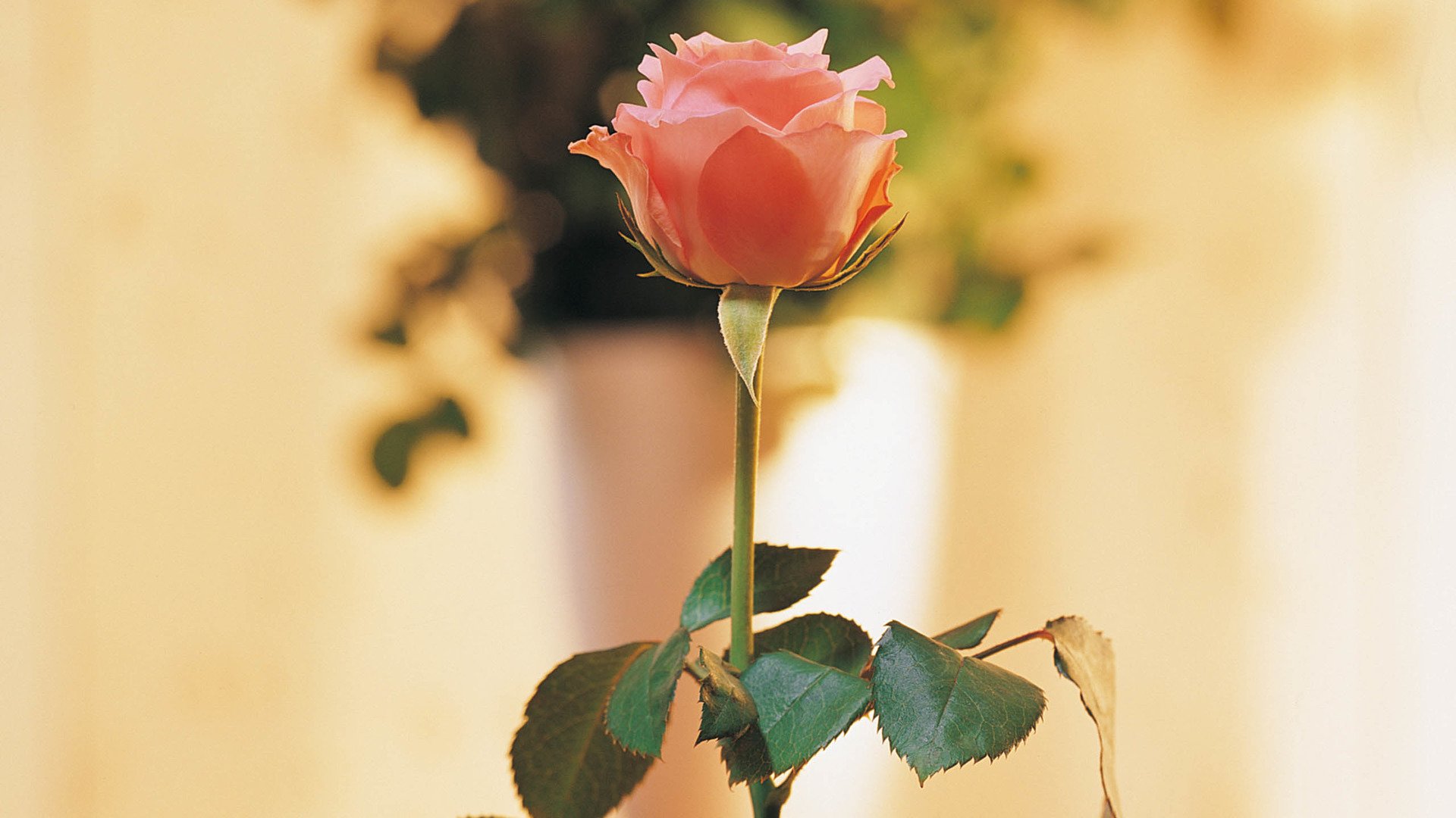 小清新 唯美  娇艳欲滴 花儿 春天 唯美 温暖 温馨一刻  清新淡雅 鸟语花香