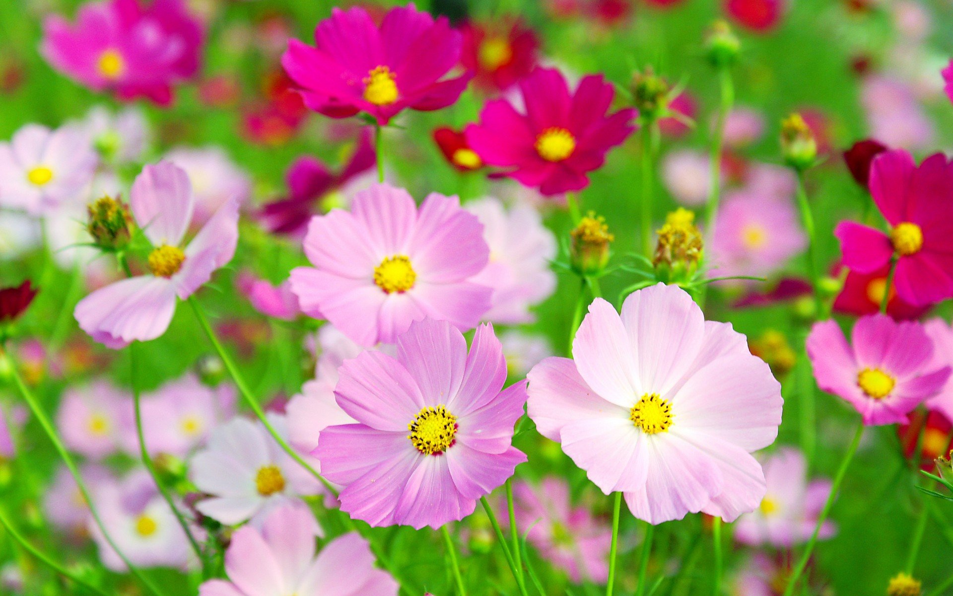 小清新 唯美  娇艳欲滴 花儿 春天 唯美 温暖 温馨一刻  清新淡雅 鸟语花香