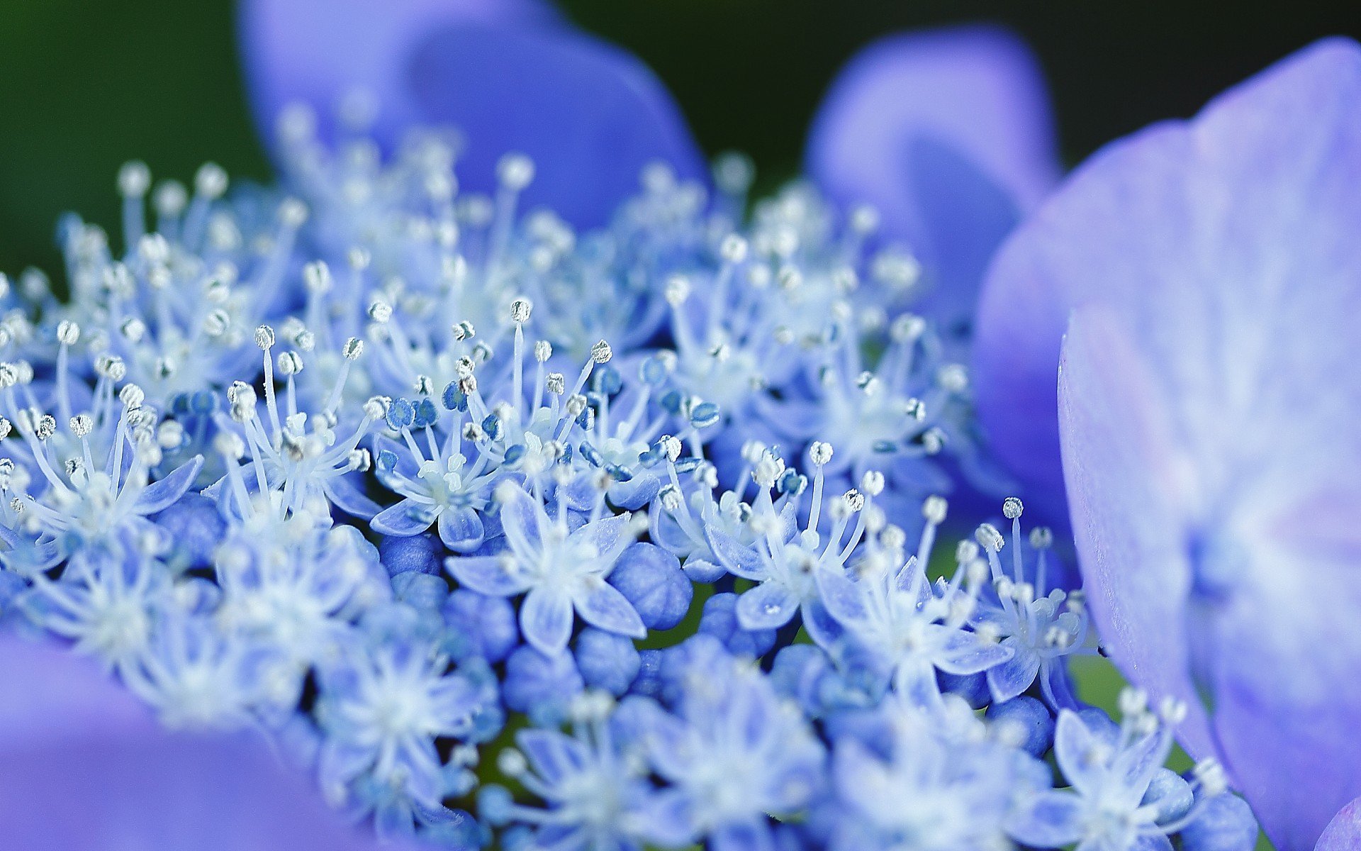 小清新 唯美  娇艳欲滴 花儿 春天 唯美 温暖 温馨一刻  清新淡雅 鸟语花香