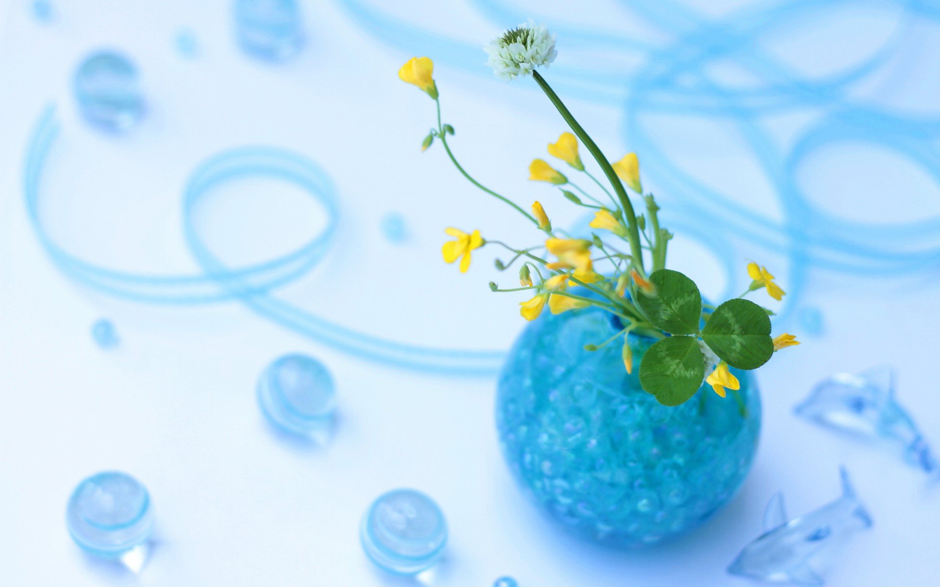 小清新 唯美  娇艳欲滴 花儿 春天 唯美 温暖 温馨一刻  清新淡雅 鸟语花香