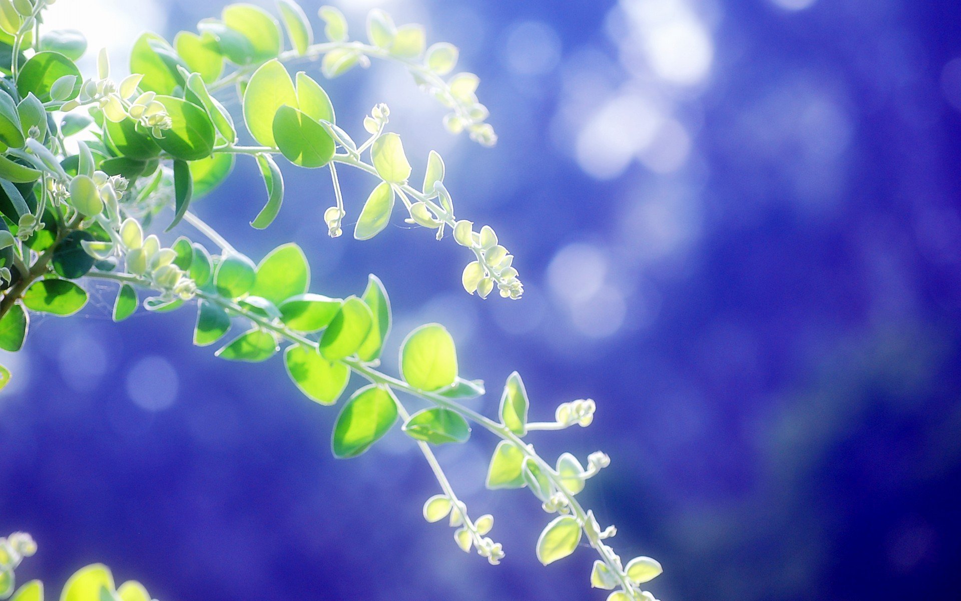 小清新 唯美  娇艳欲滴 花儿 春天 唯美 温暖 温馨一刻  清新淡雅 鸟语花香