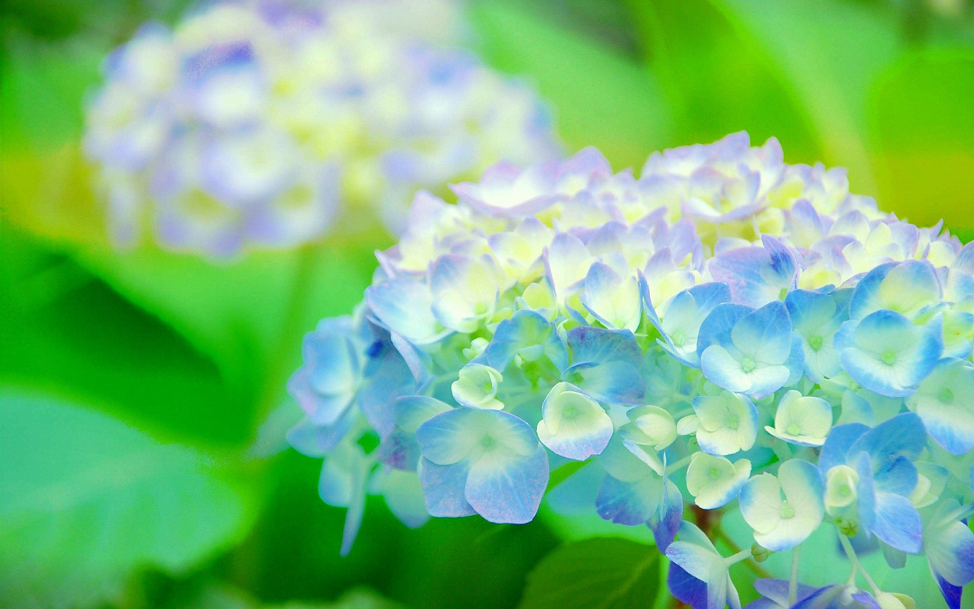 小清新 唯美  娇艳欲滴 花儿 春天 唯美 温暖 温馨一刻  清新淡雅 鸟语花香