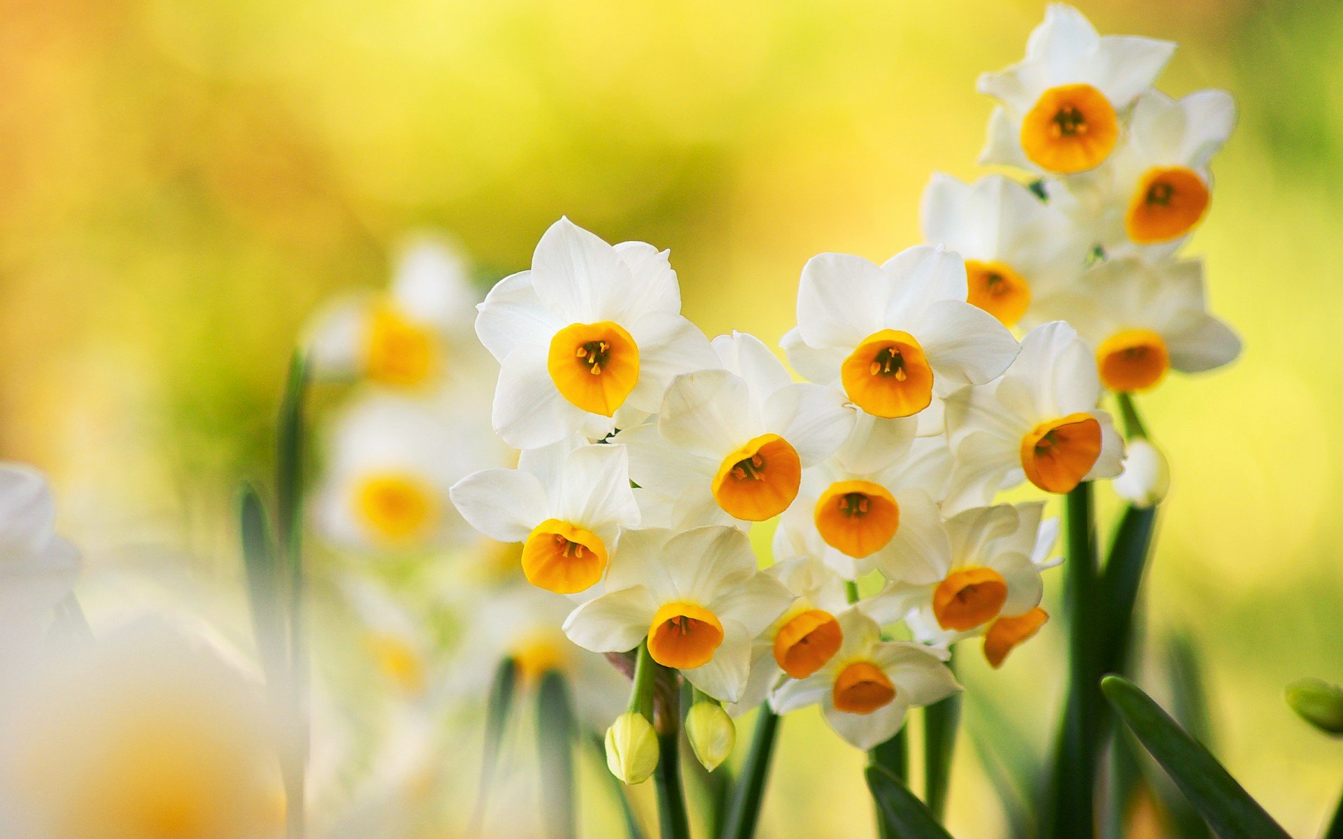 小清新 唯美  娇艳欲滴 花儿 春天 唯美 温暖 温馨一刻  清新淡雅 鸟语花香