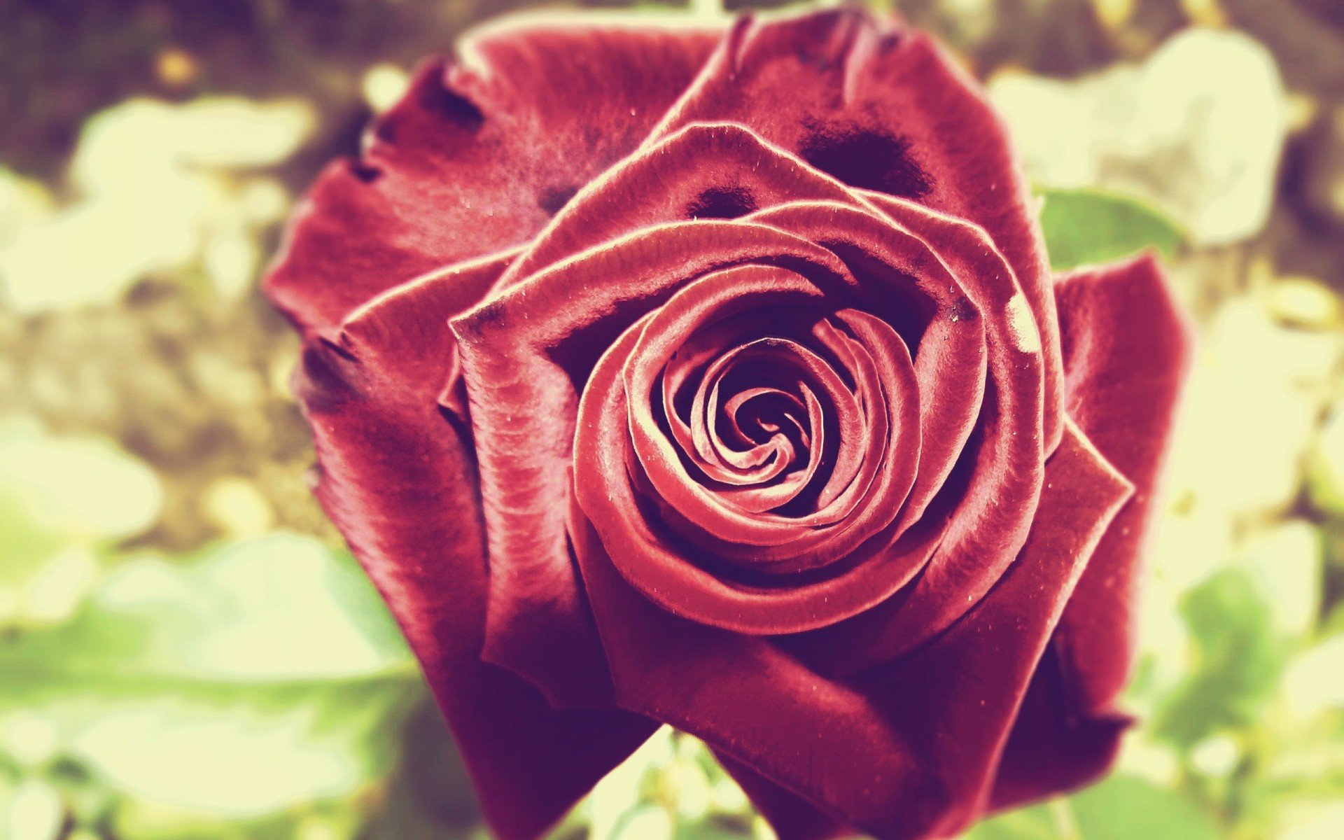 小清新 唯美  娇艳欲滴 花儿 春天 唯美 温暖 温馨一刻  清新淡雅 鸟语花香