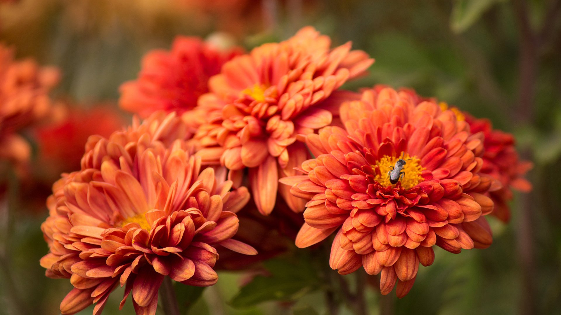 小清新 唯美  娇艳欲滴 花儿 春天 唯美 温暖 温馨一刻  清新淡雅 鸟语花香