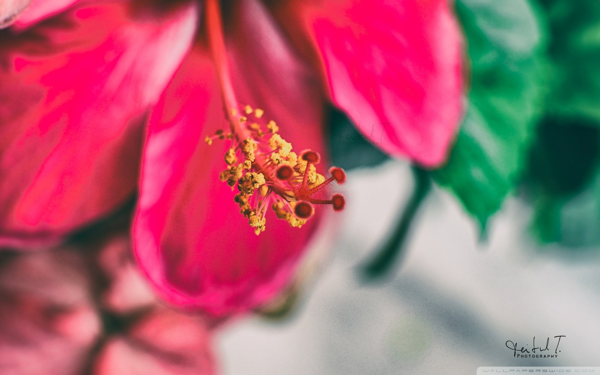 小清新 唯美  娇艳欲滴 花儿 春天 唯美 温暖 温馨一刻  清新淡雅 鸟语花香