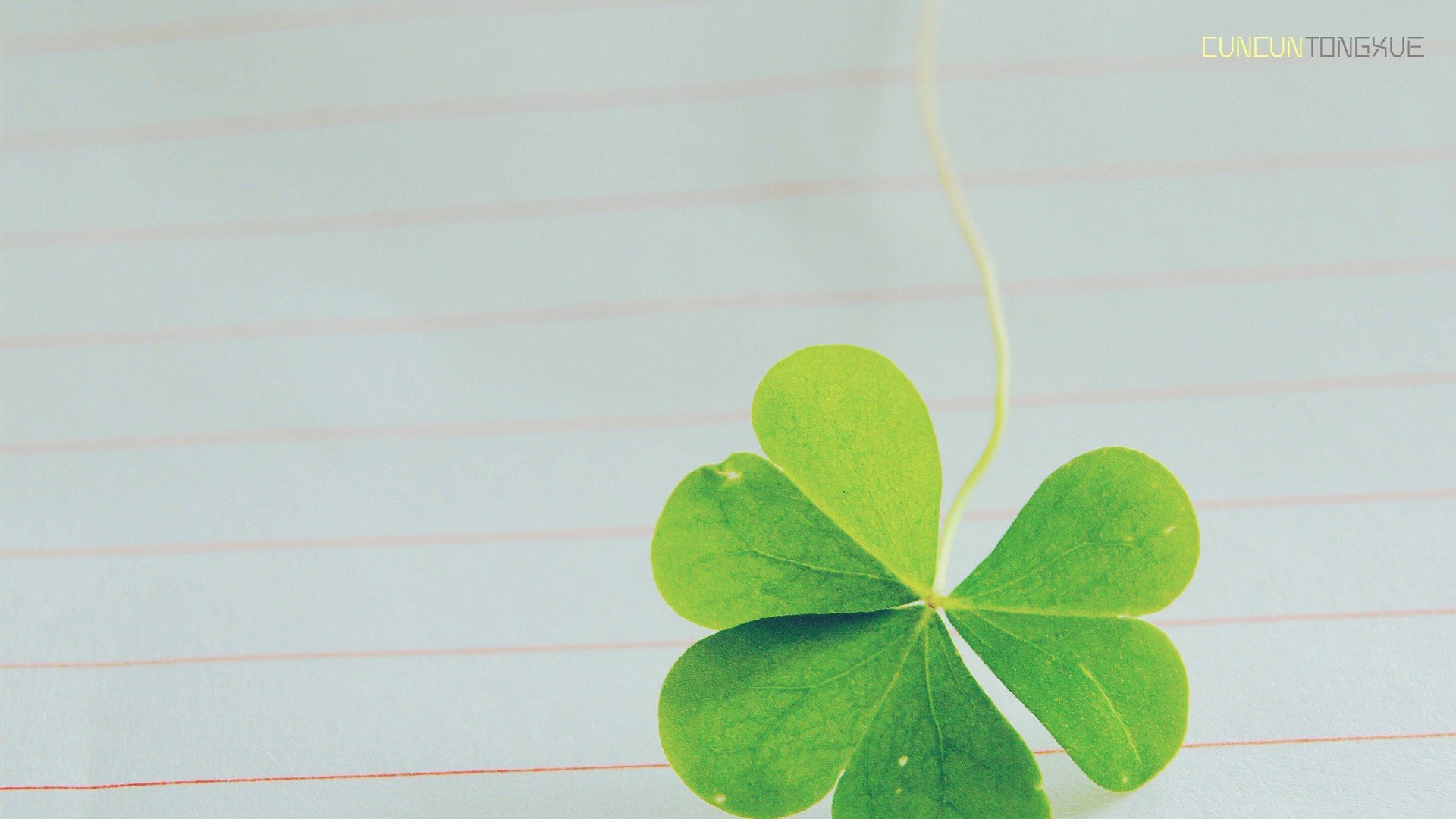 温馨一刻 小清新 风景 绿色养眼 三叶草 幸运草 植物