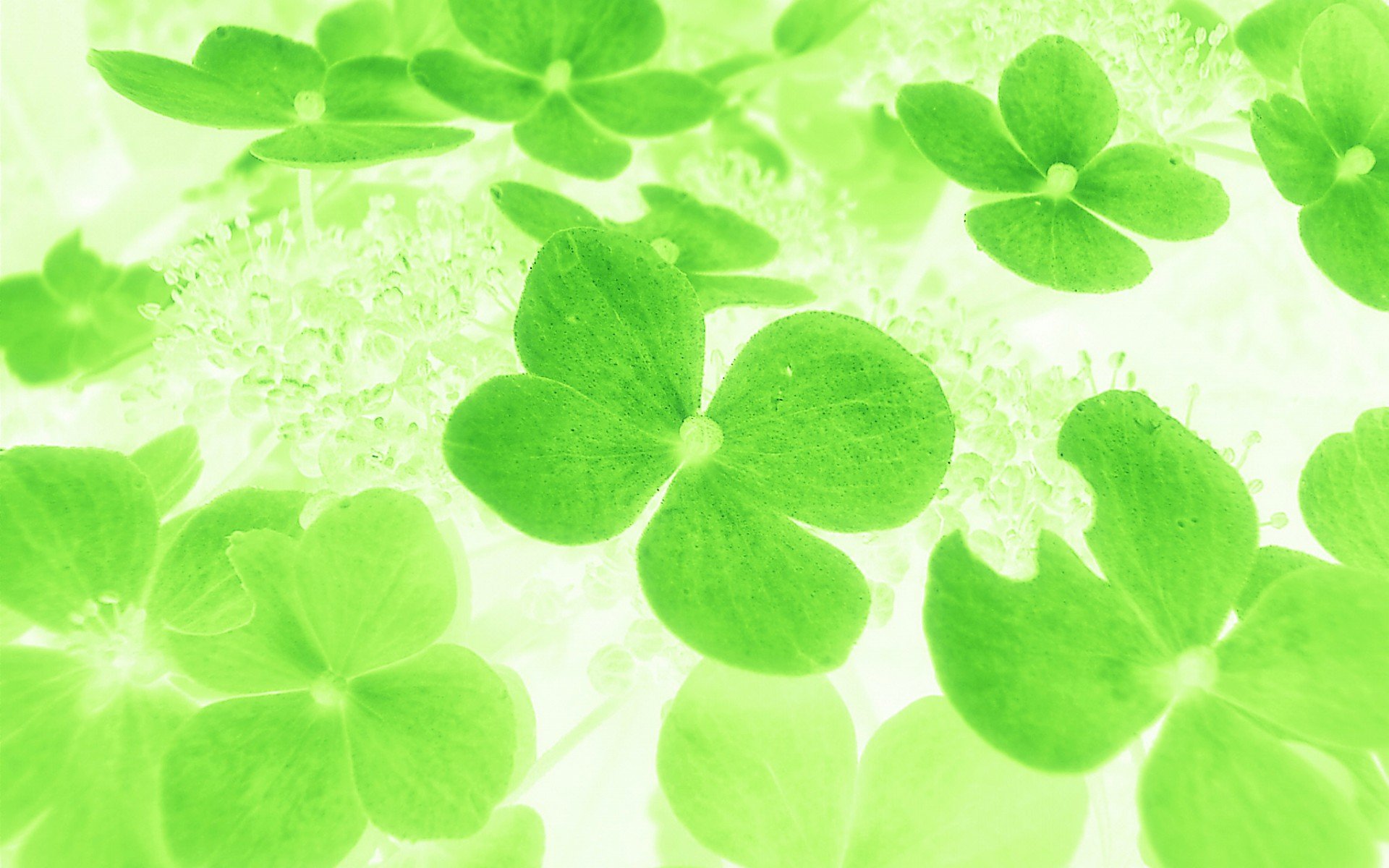 温馨一刻 小清新 风景 绿色养眼 三叶草 幸运草 植物