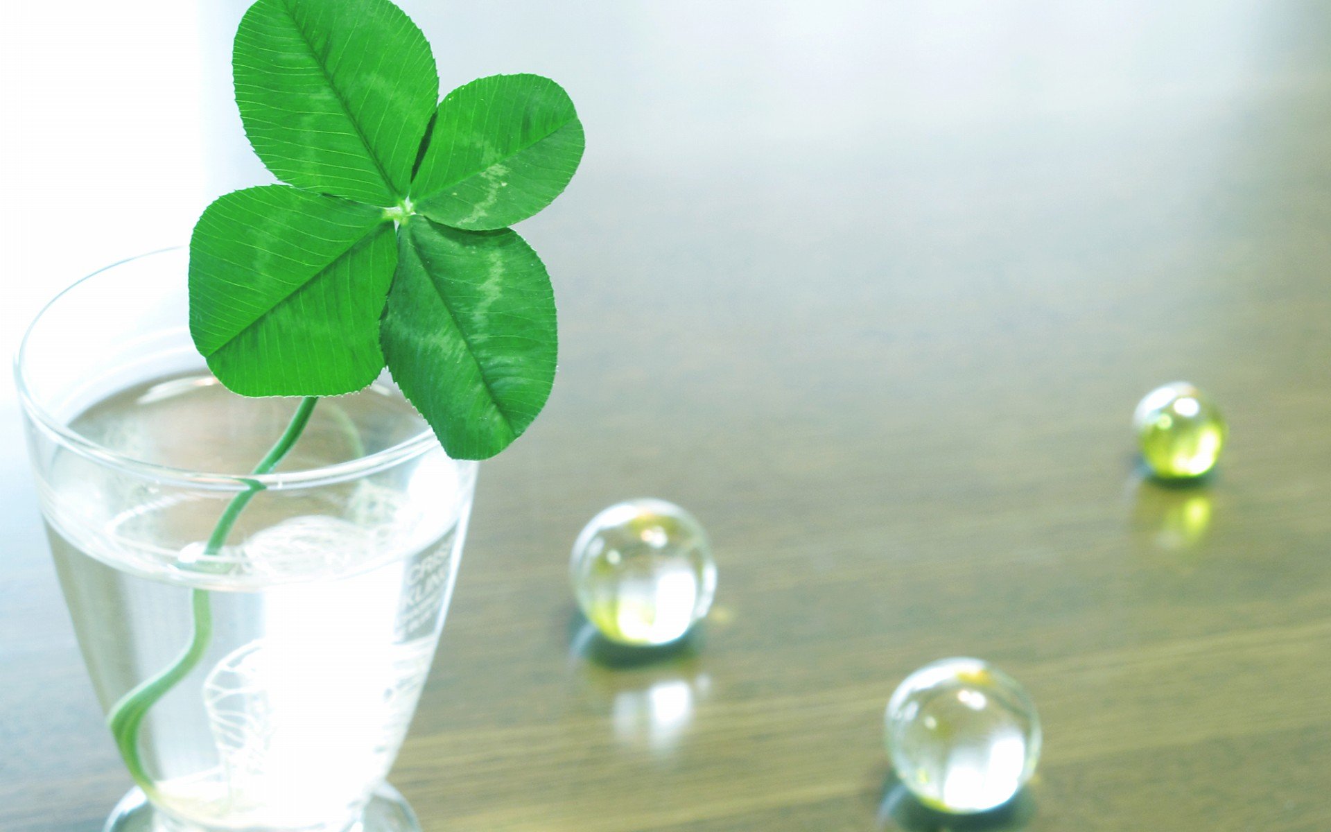 温馨一刻 小清新 风景 绿色养眼 三叶草 幸运草 植物