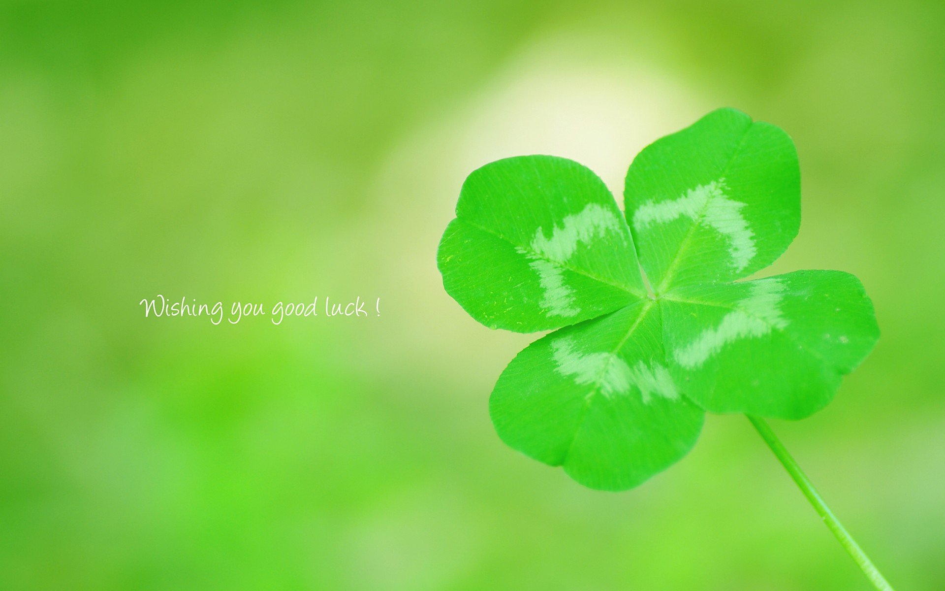 温馨一刻 小清新 风景 绿色养眼 三叶草 幸运草 植物