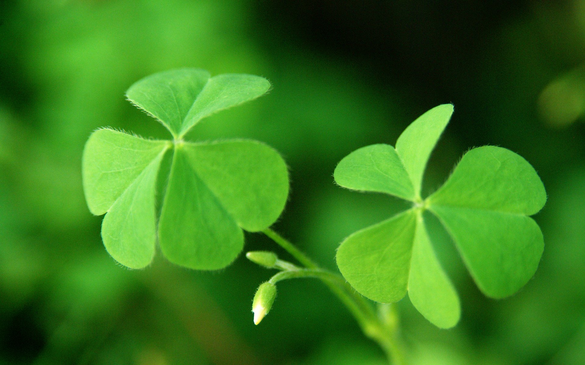 温馨一刻 小清新 风景 绿色养眼 三叶草 幸运草 植物