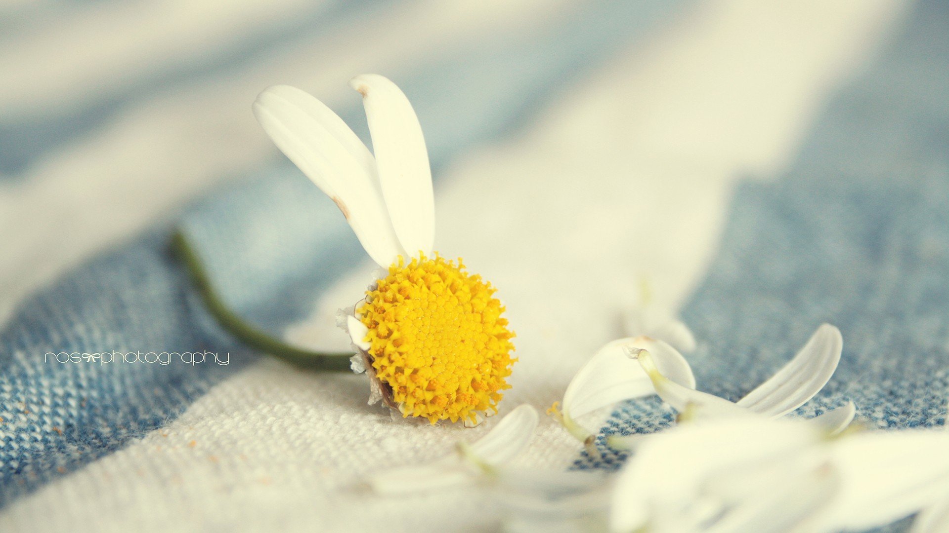 小清新 唯美 温暖 安静