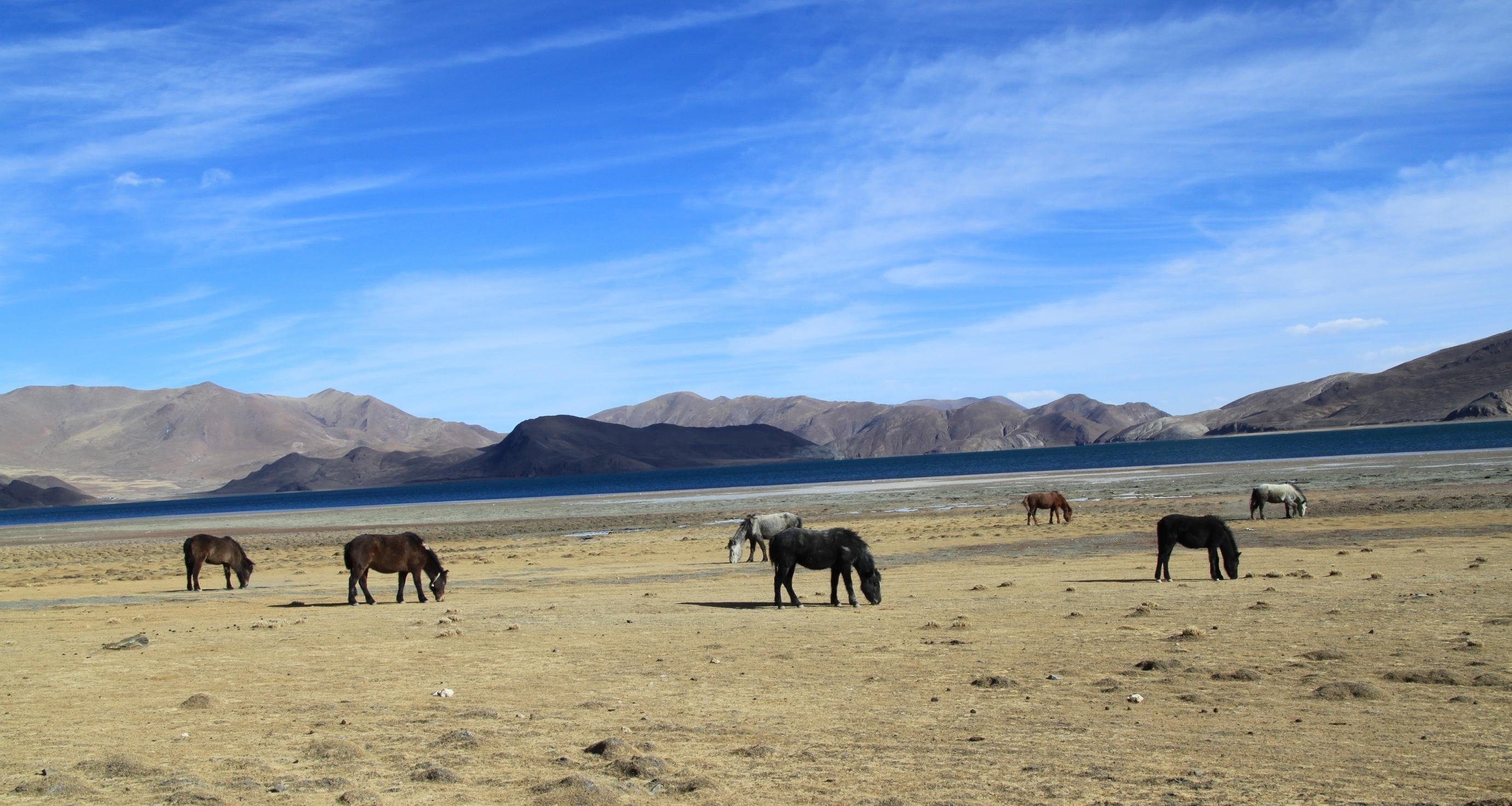 风景 自然风光 旅行 天堂 西藏 旅游胜地 自由 净化心灵