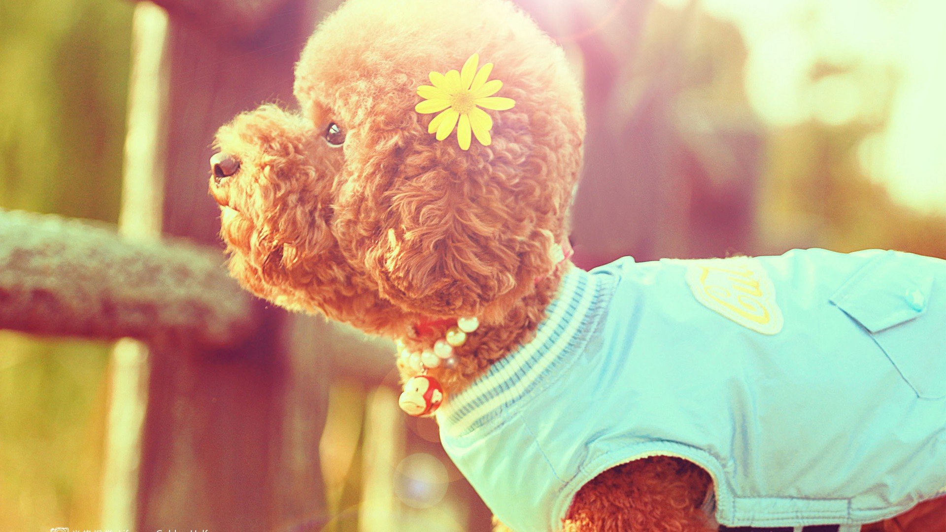 萌宠 动物 萌 可爱 宠物 古灵精怪 卖萌图 狗  汪星人