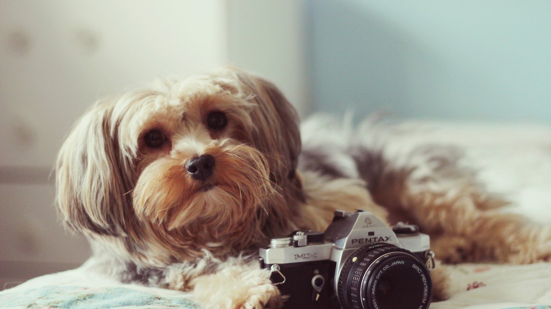萌宠 动物 萌 可爱 宠物 古灵精怪 卖萌图 狗  汪星人