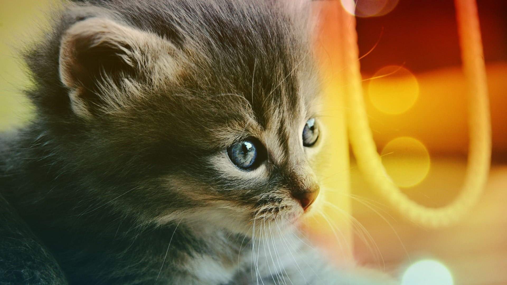 萌宠 动物 萌 可爱 宠物 古灵精怪 卖萌图 猫  喵星人