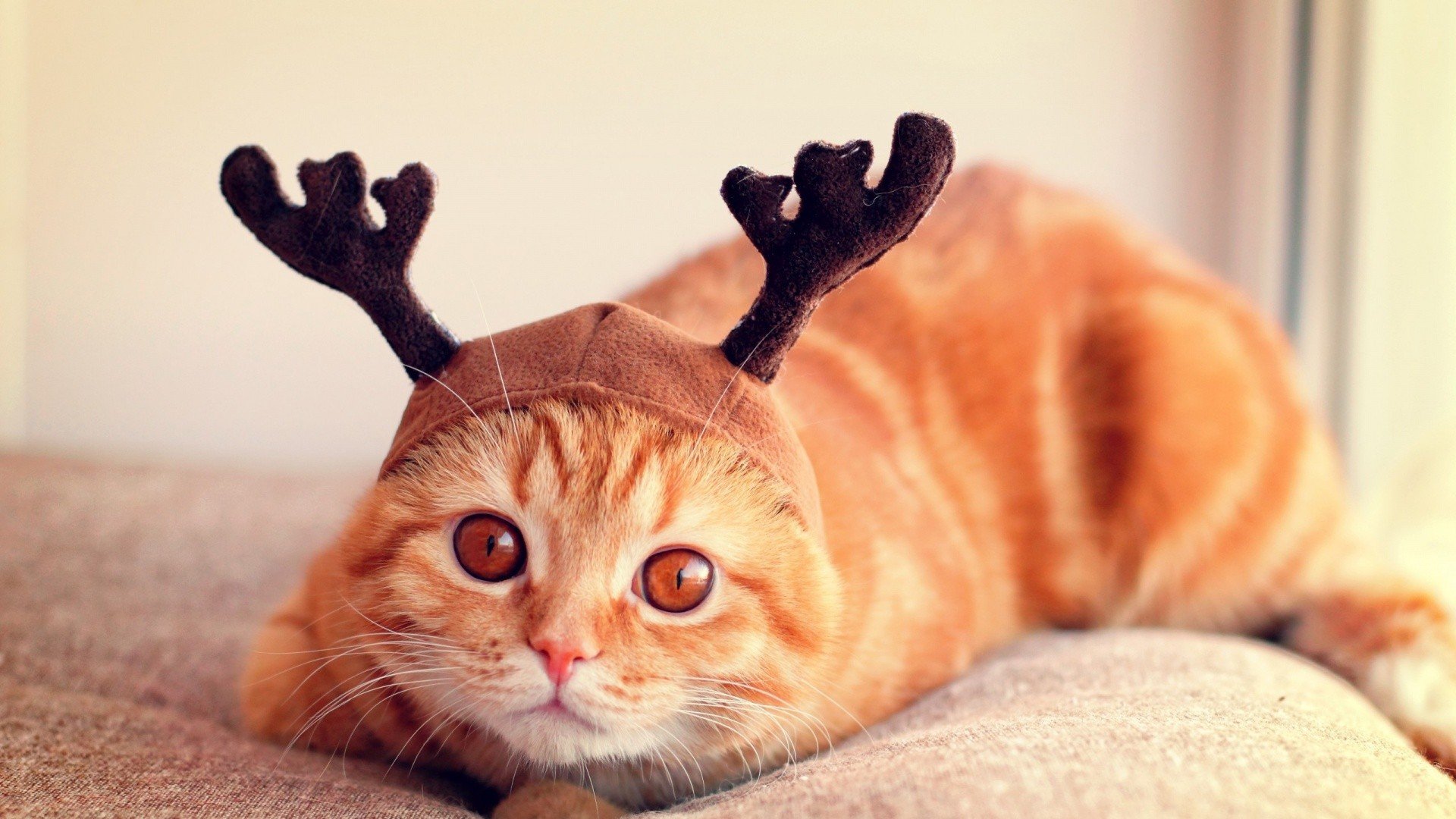 萌宠 动物 萌 可爱 宠物 古灵精怪 卖萌图 猫  喵星人